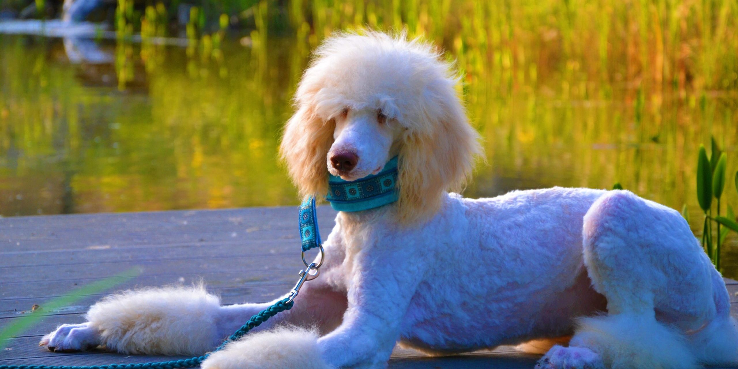 Alessio the poodle puppy from our kennel is lying before our lake