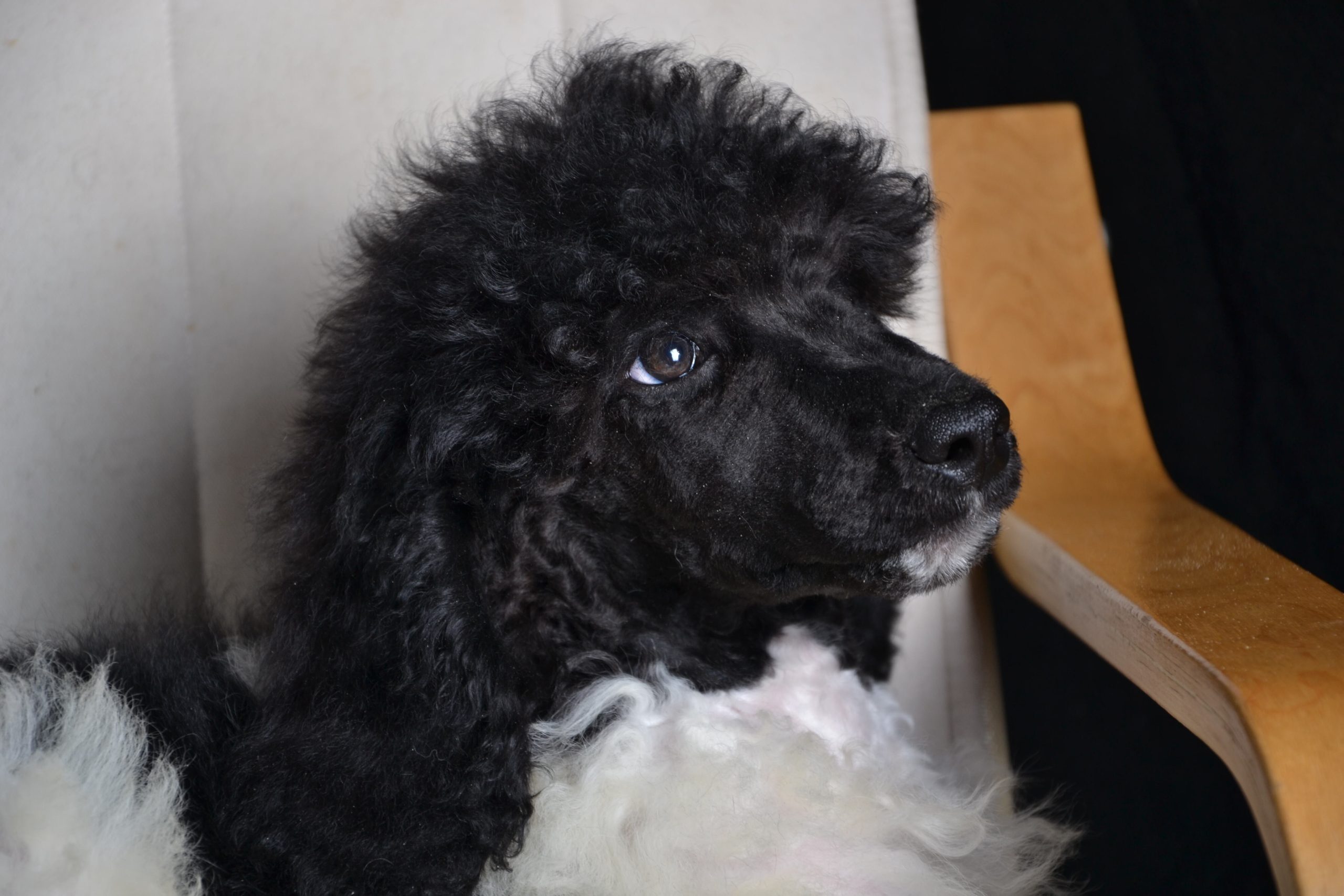 Amanda the black white particolor poodle girl
