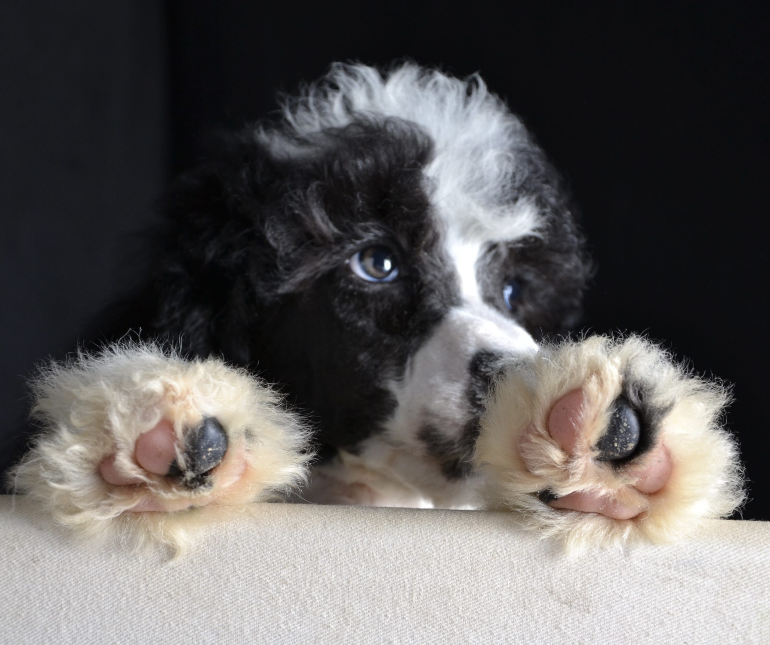 Angelina the black white giant poodle girl