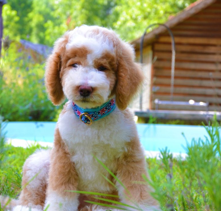red white tuxedo poodle puppy is sitting in the grass