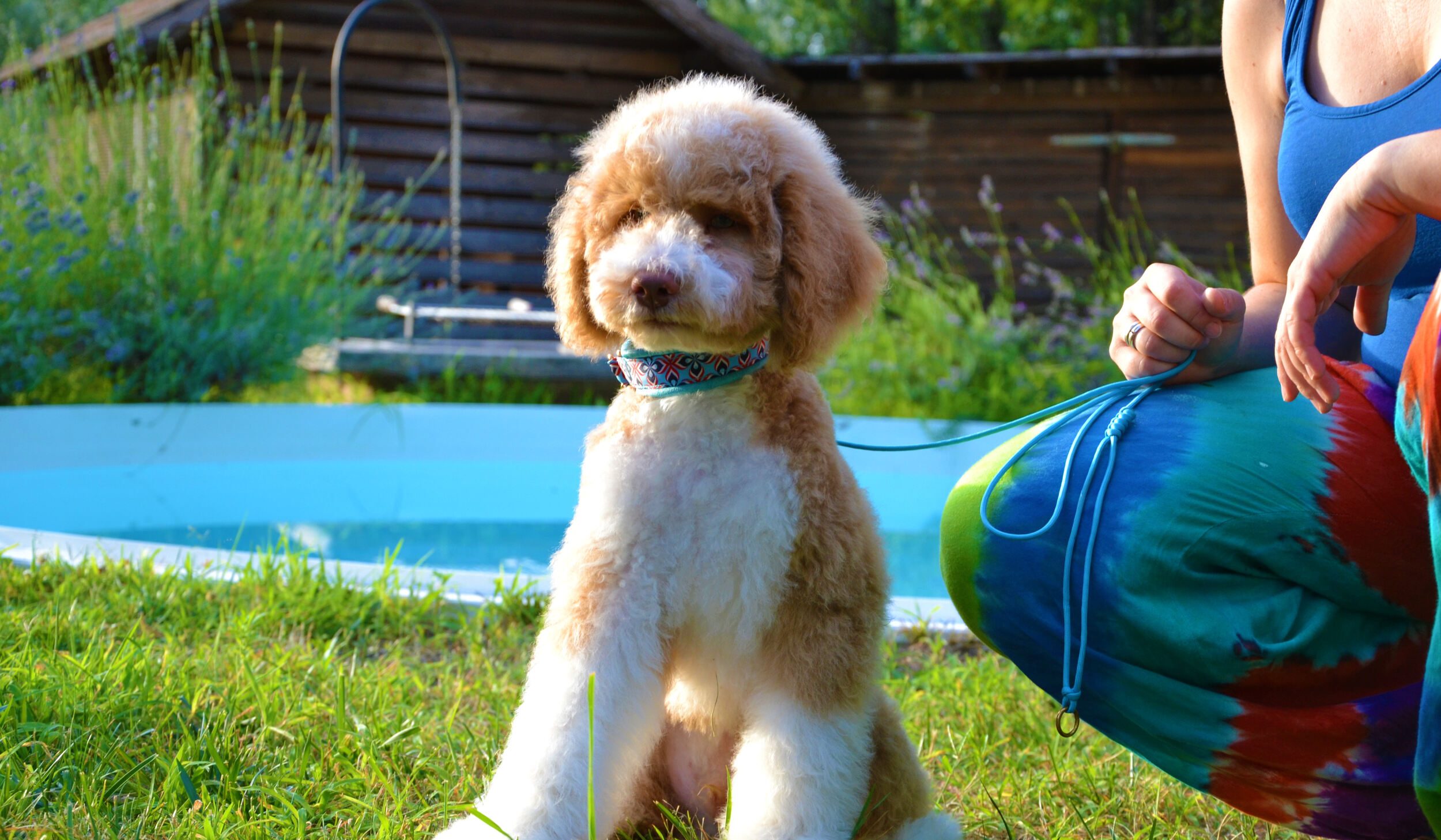 Curry red white royal patterned giant poodle