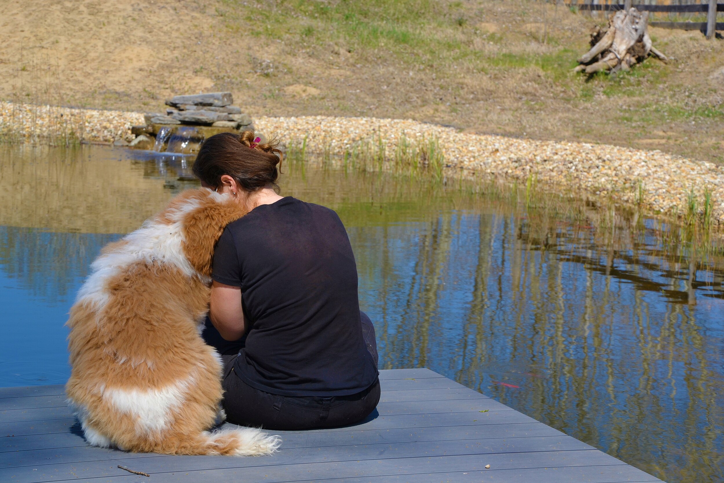 Duke the red white giant poodle is sitting with me
