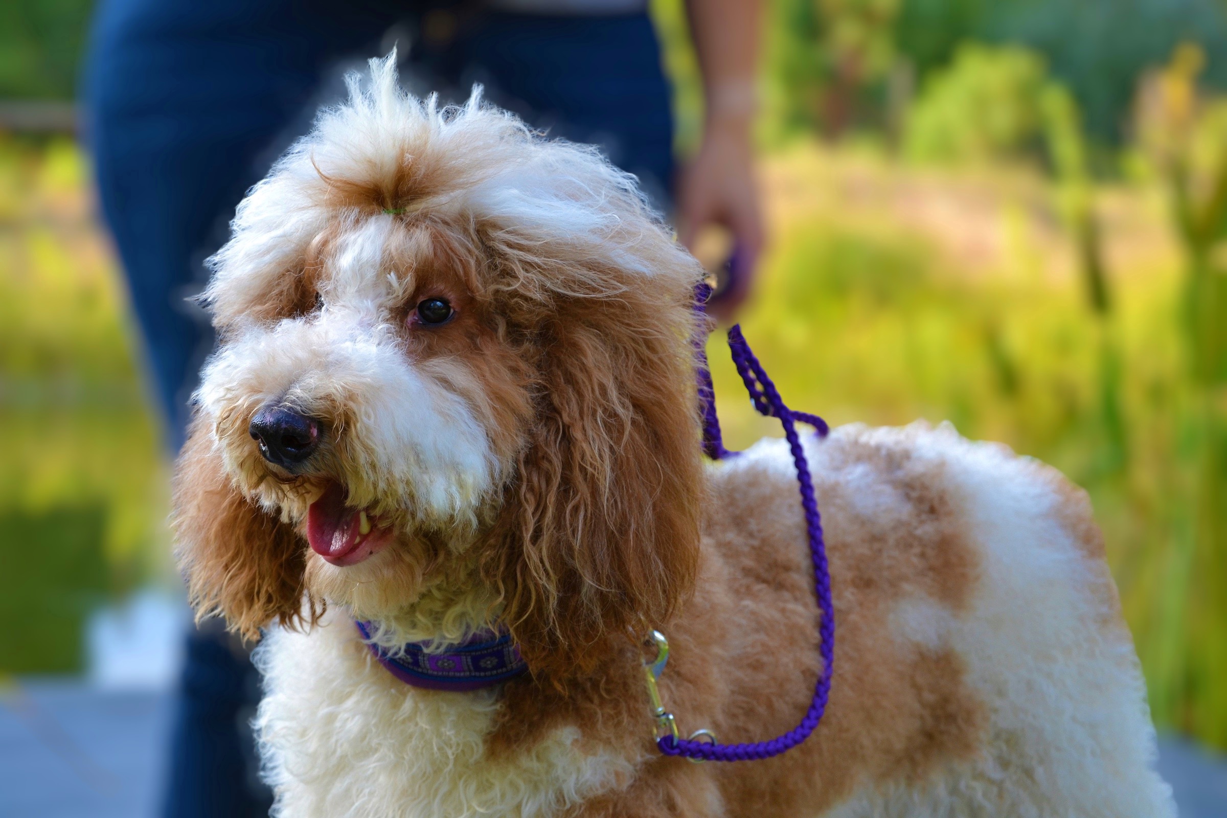 Lina our beautiful standard poodle girl