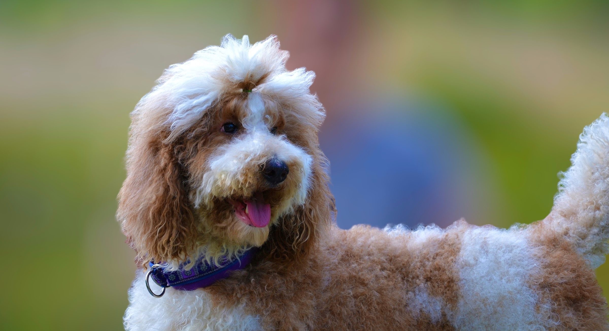 Lina red white standard poodle female