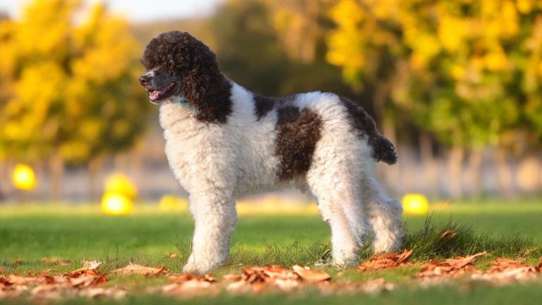 Prince the brown & white particolor standard poodle male
