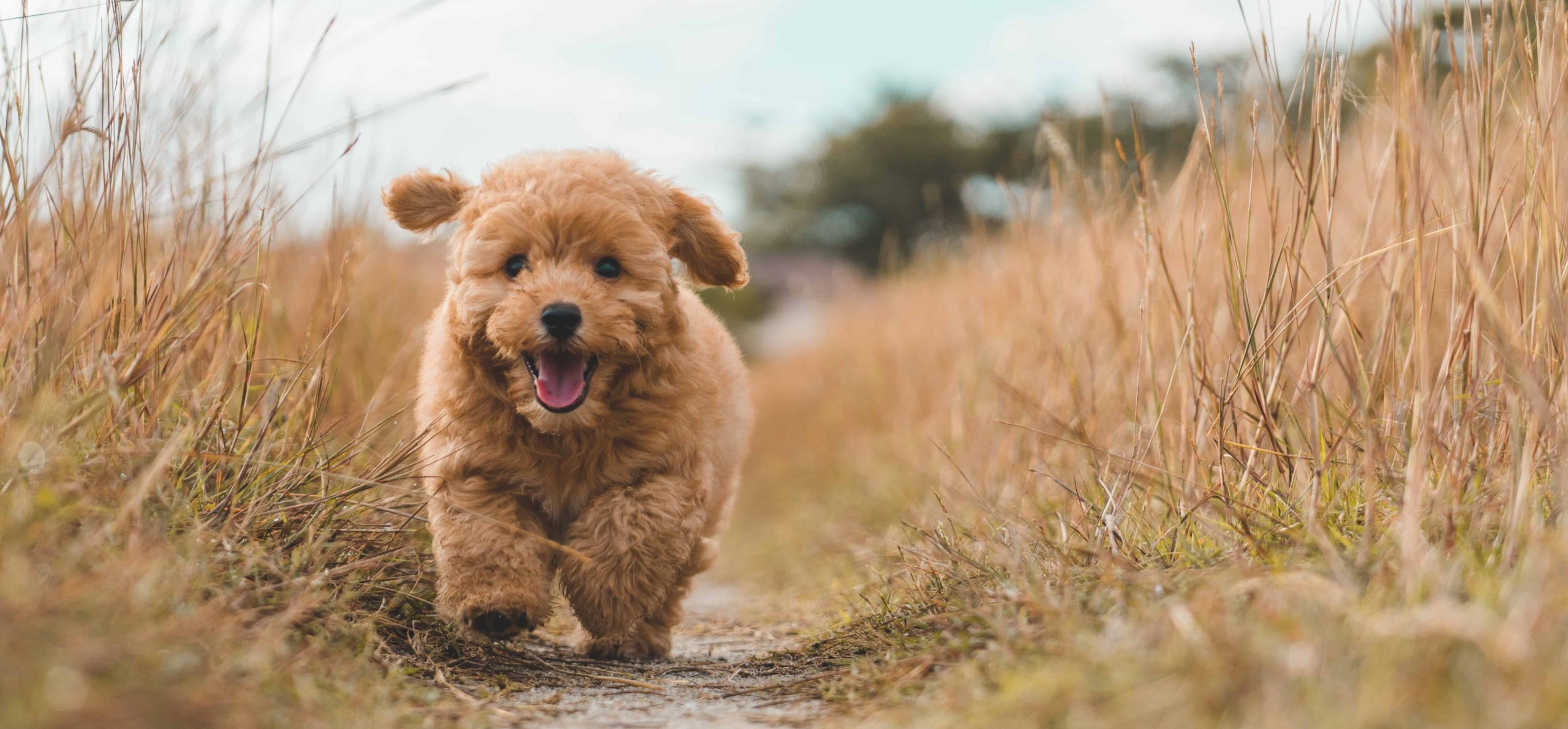 brown poodle puppy playing