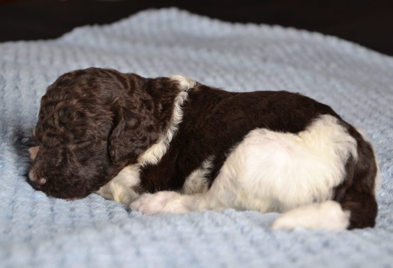 Brown white baby poodle girl