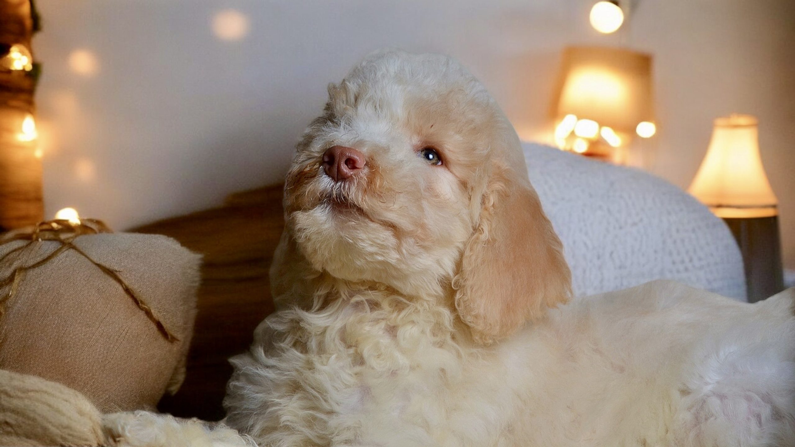 Cream white poodle baby in the house