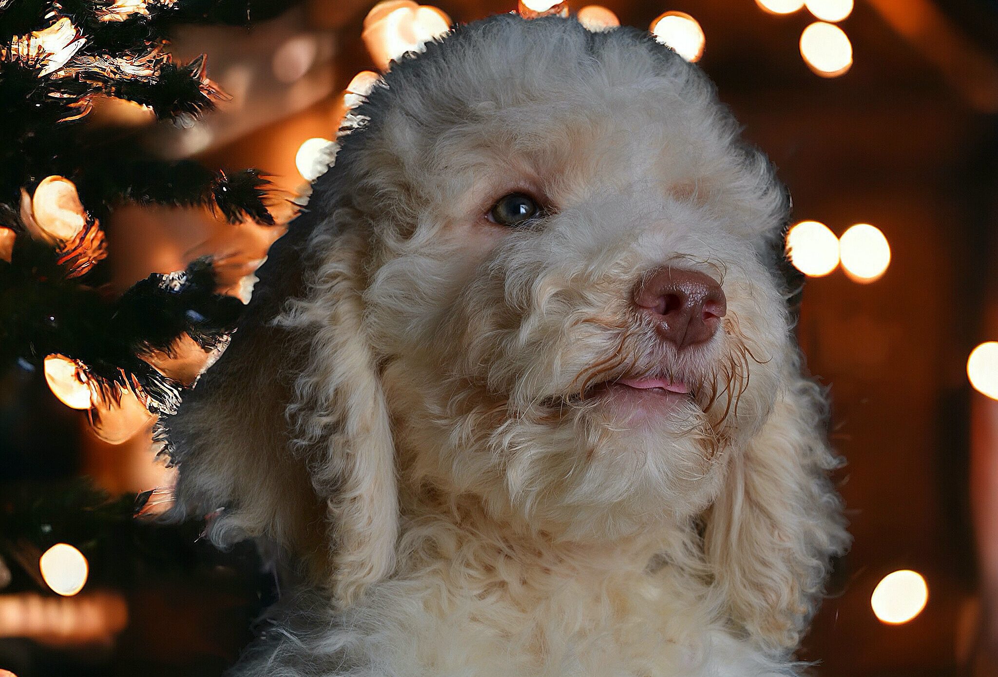 Cream white poodle puppy at Christmas time