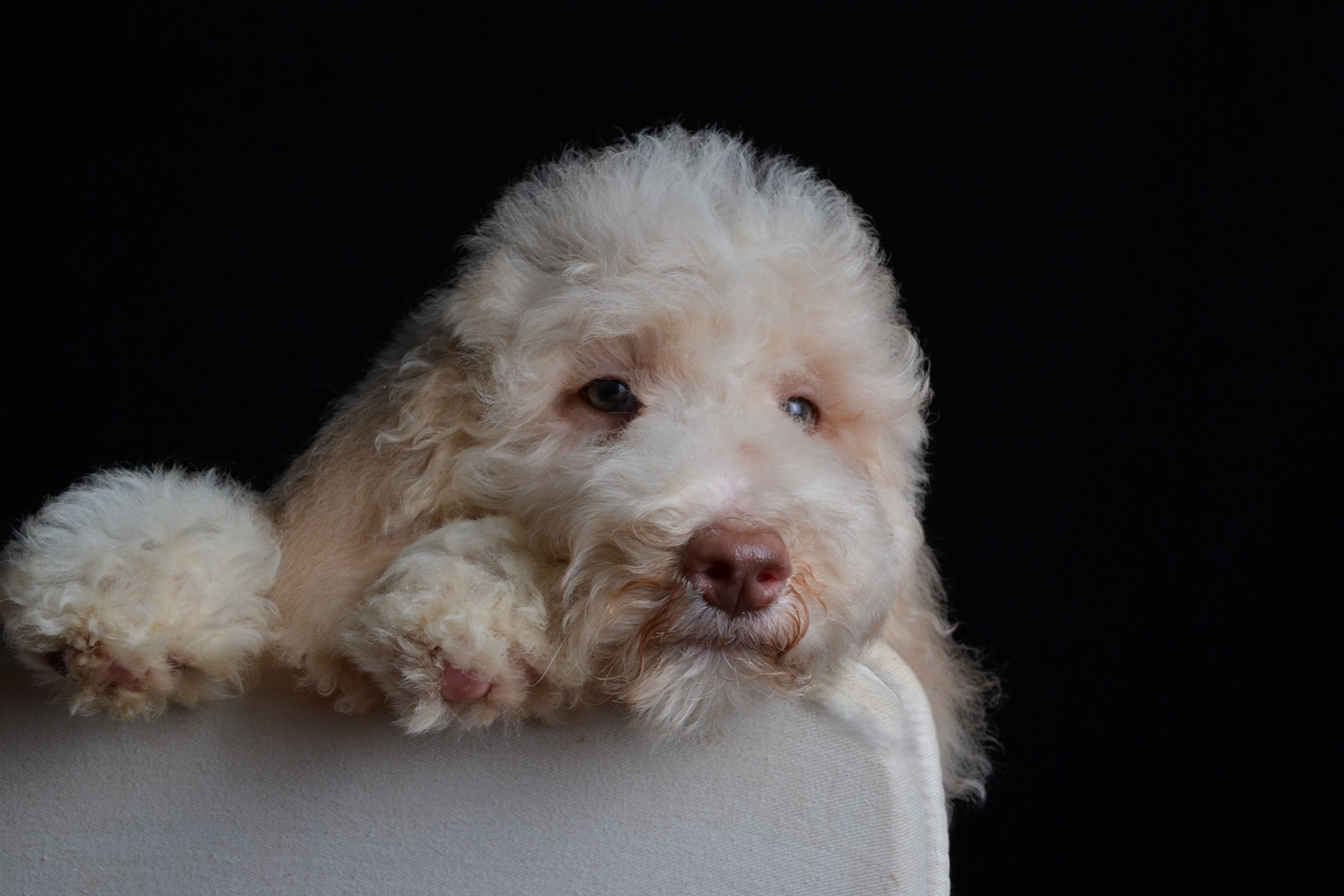 Cream white amazing poodle puppy
