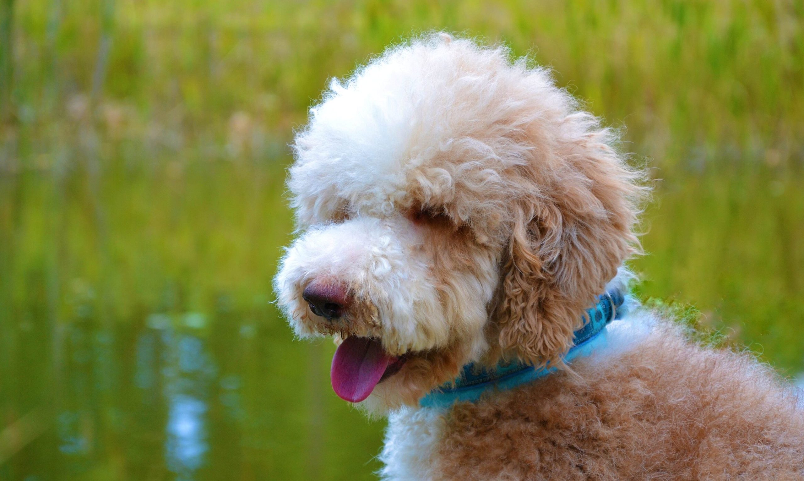 Red white standard poodle's head