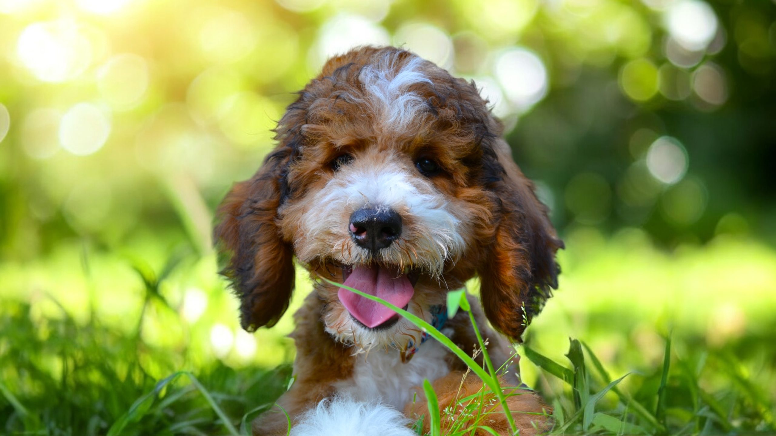 Caraway the shaded sable standard poodle puppy is lying