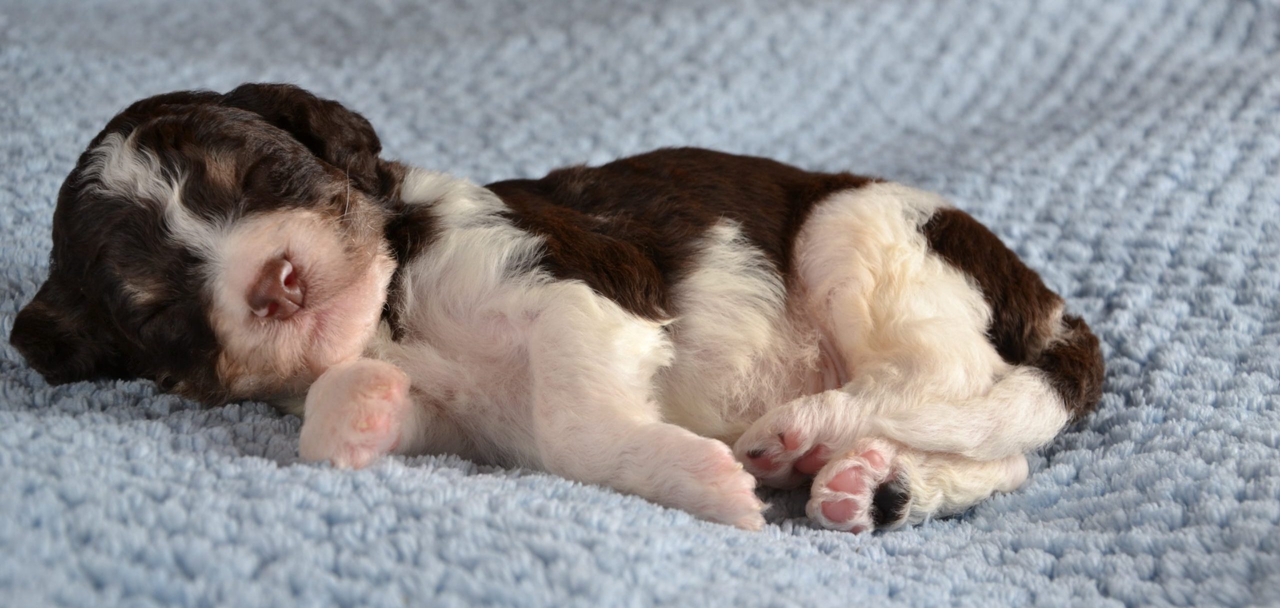 Stunning phantom multicolor poodle baby