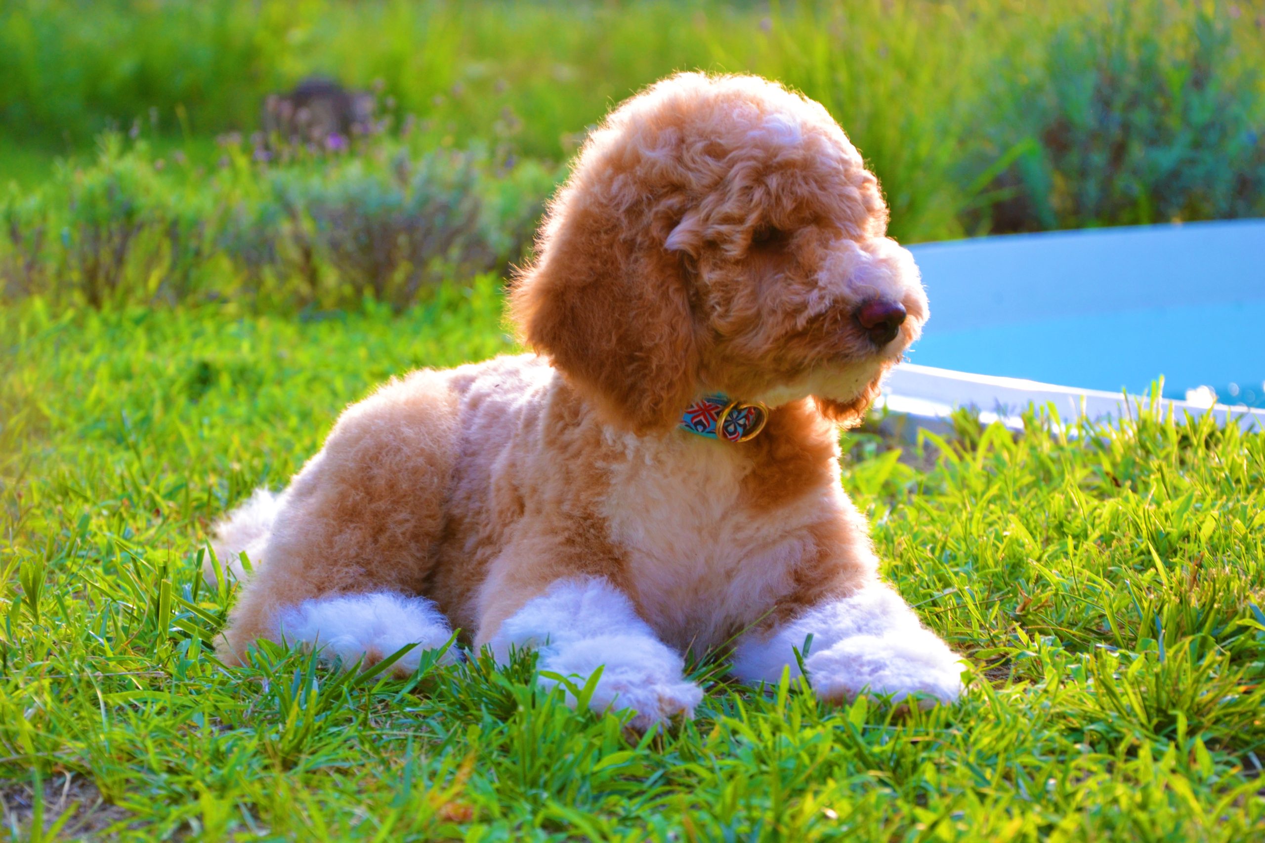 Coriander the royal giant poodle