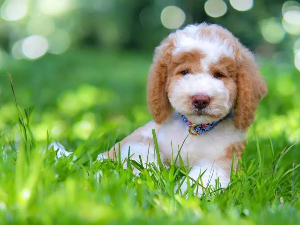 Giant poodle price