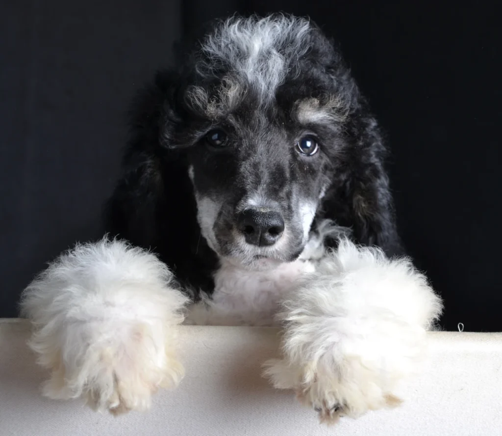 Giant poodle size