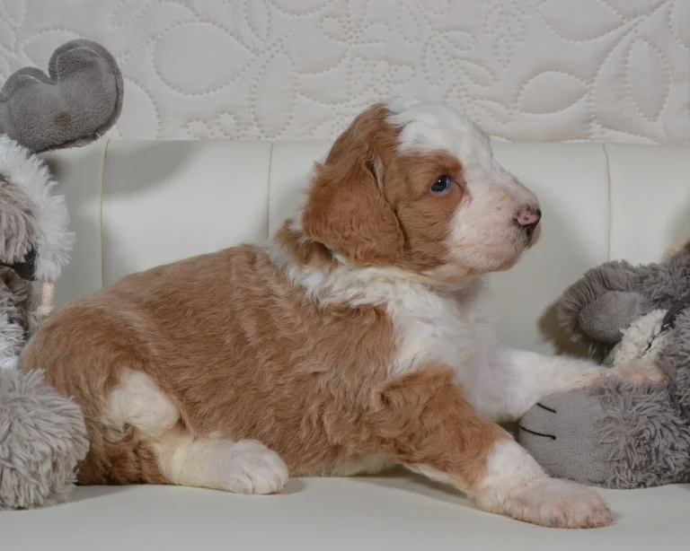 Royal poodle kennel