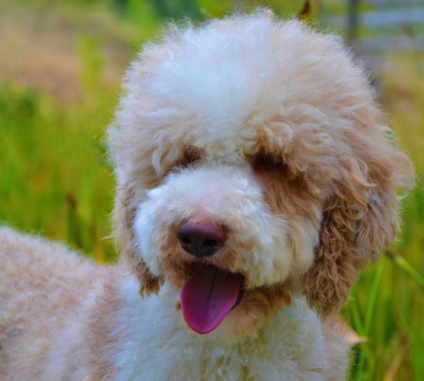 Boyar red white tuxedo royal patterned giant poodle male