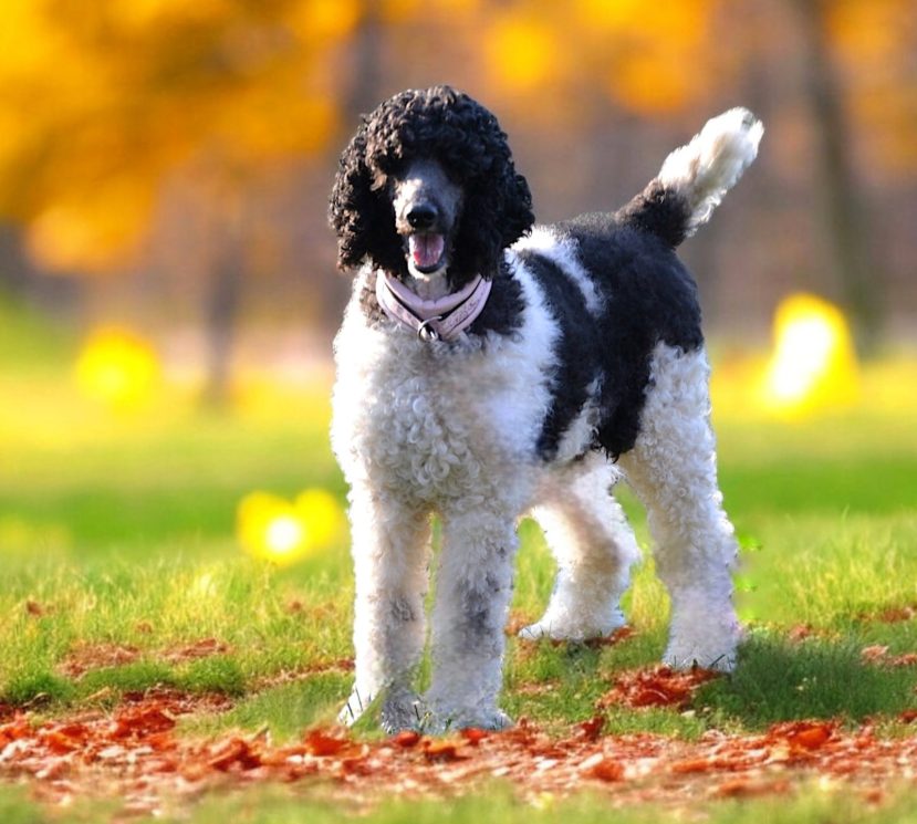 Brenda the black white standard poodle female