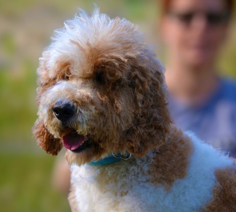 Duke the red white giant poodle male