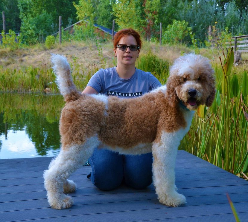Duke our breeding giant poodle