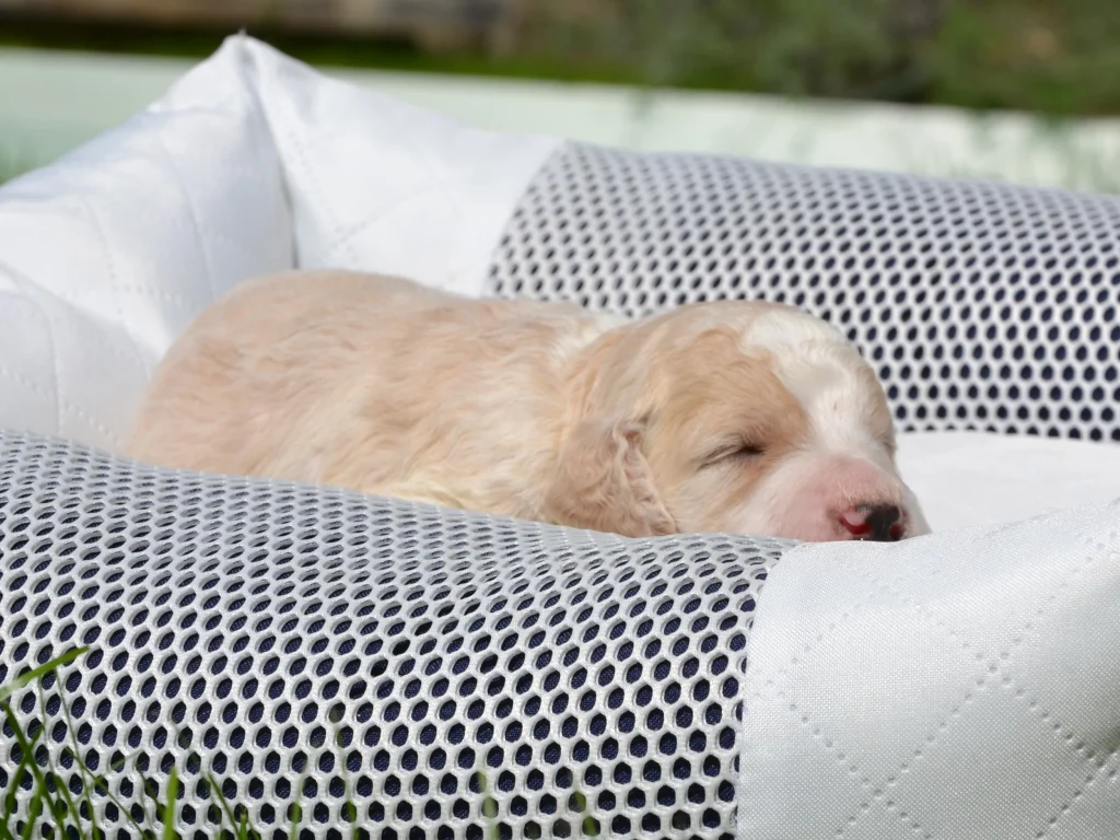 Eddy a royal apricot white giantpoodle