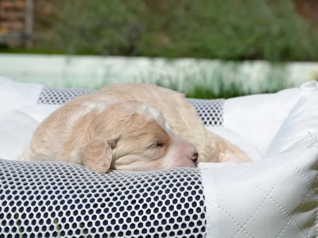 Eddy the royal apricot white standard poodle puppy