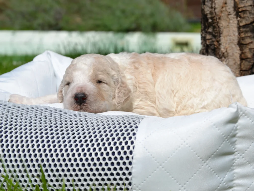 Edward a royal apricot white giantpoodle