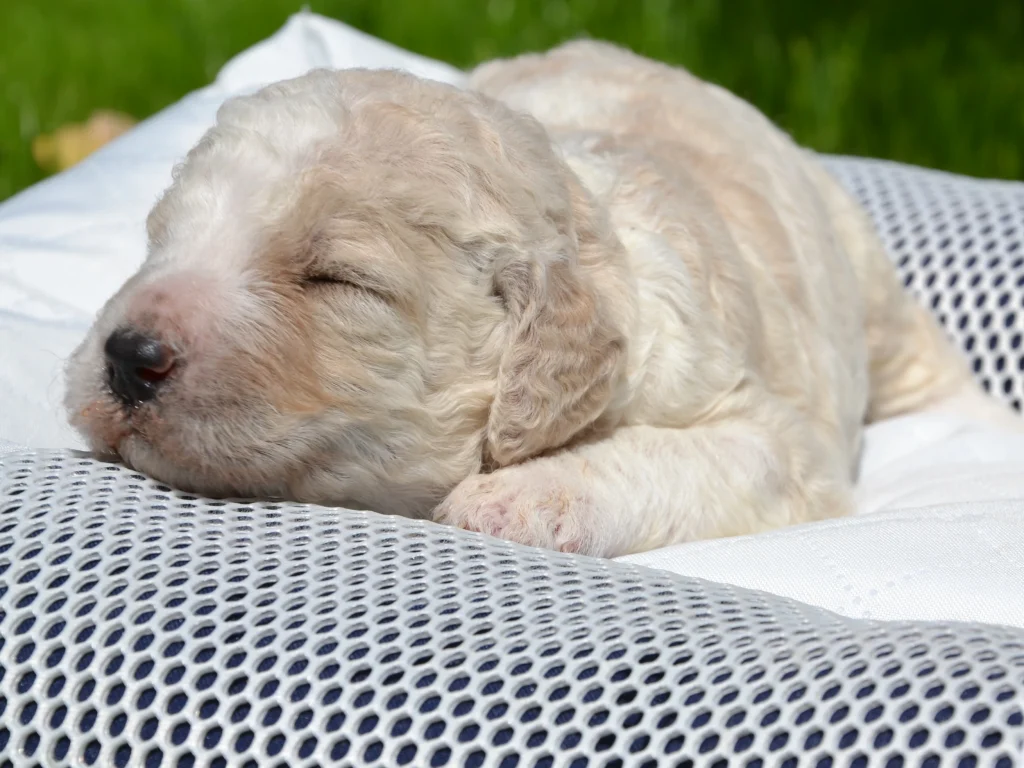 Edward the royal apricot white giantpoodle puppy