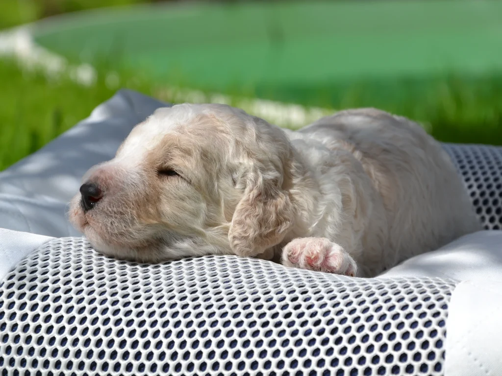 Edward the royal apricot white giantpoodle