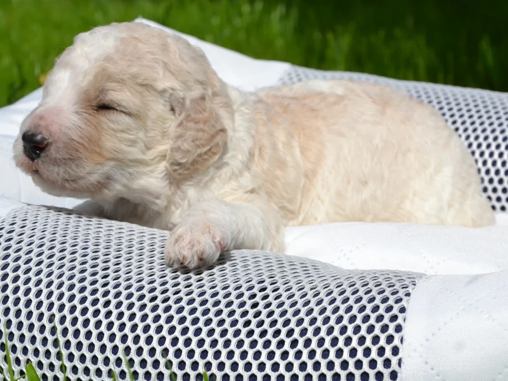 Edward the royal apricot white standard poodle puppy