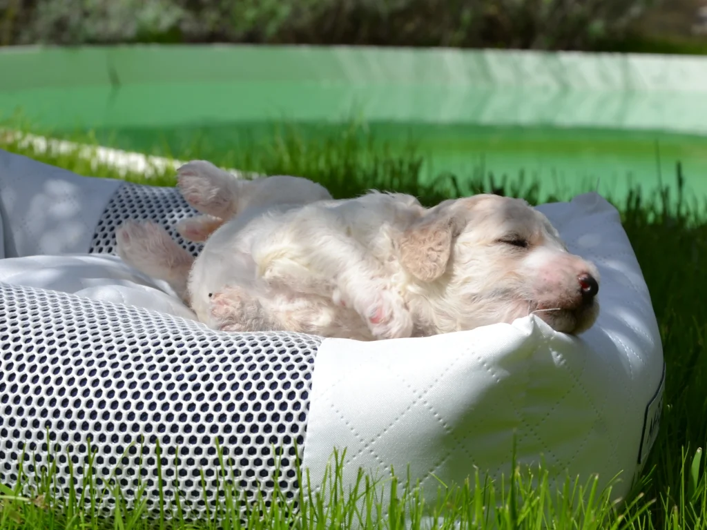 Edward the royal apricot white standard poodle