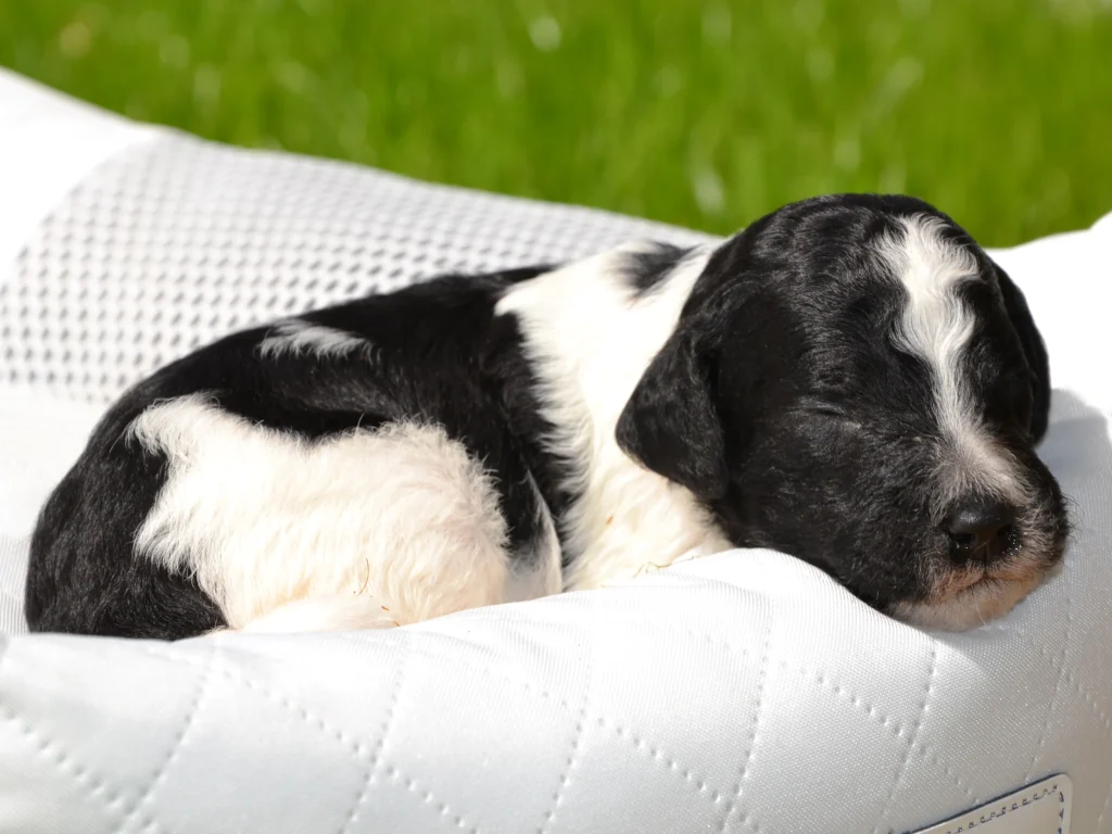 Elliott a black white standard poodle