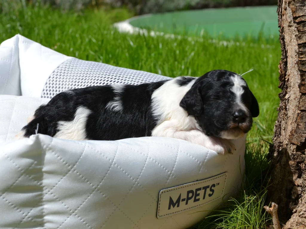 Elliott the black white giantpoodle puppy