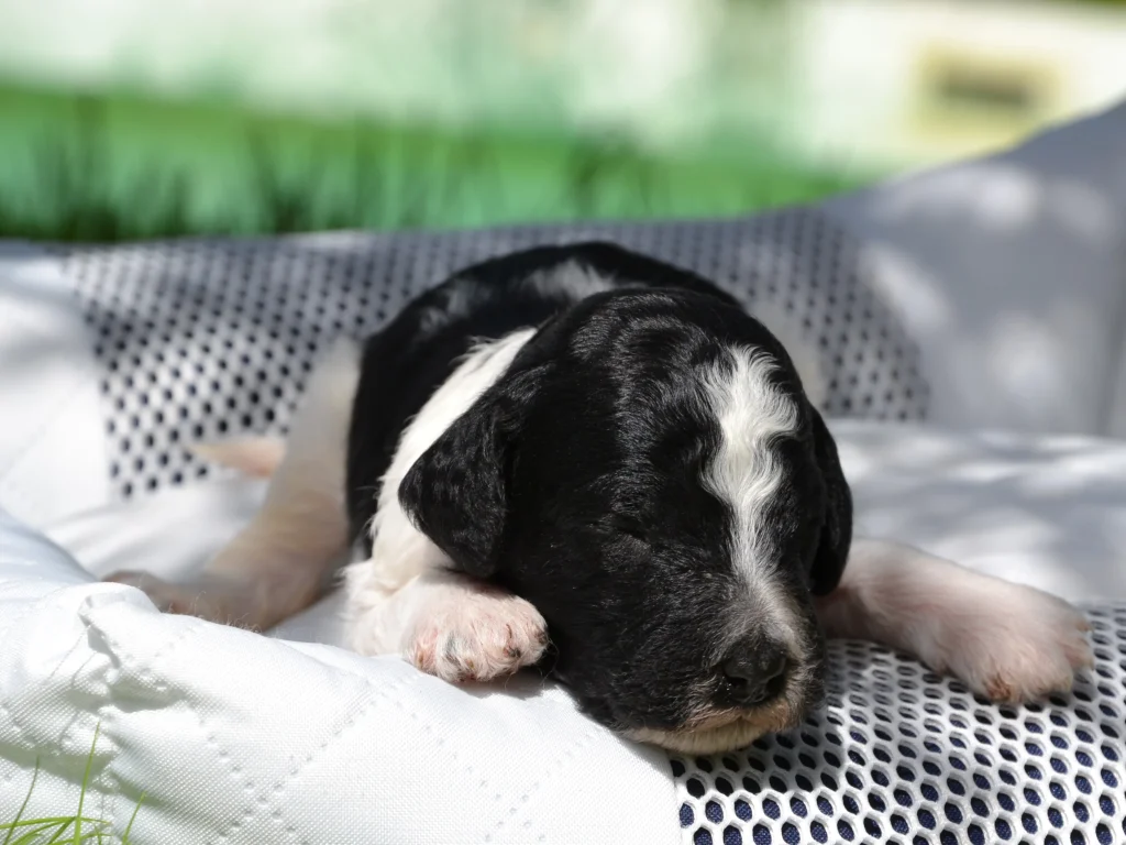 Elliott the black white giantpoodle