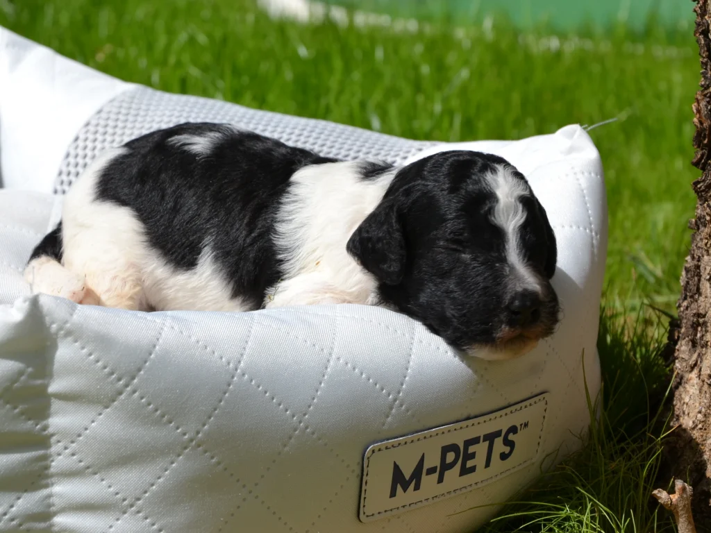 Elliott the black white standard poodle puppy