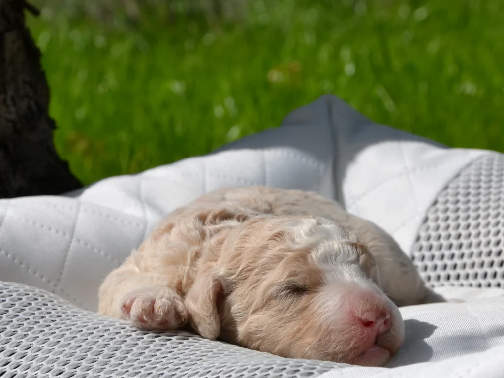 Frisky the royal red white giantpoodle puppy