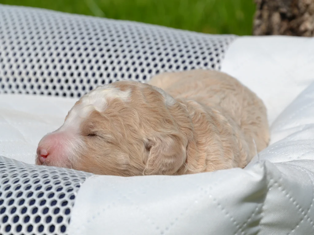 Frisky the royal red white giantpoodle