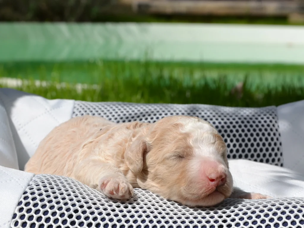 Frisky the royal red white standard poodle puppy