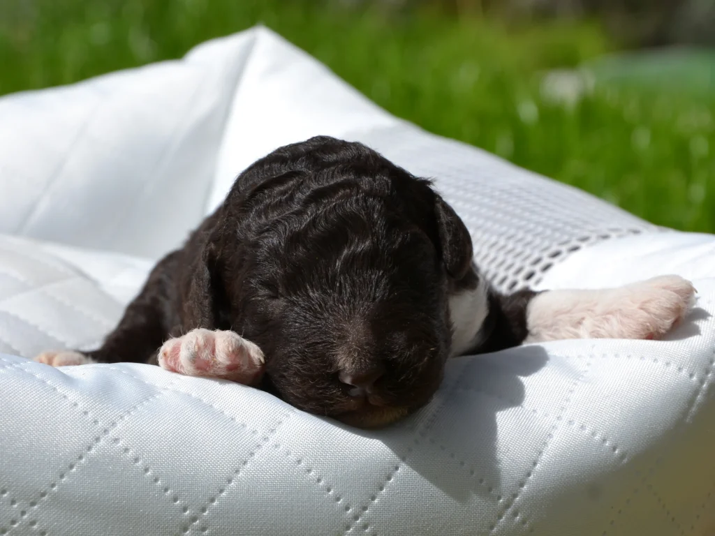 Fuzzy the royal brown white giantpoodle puppy