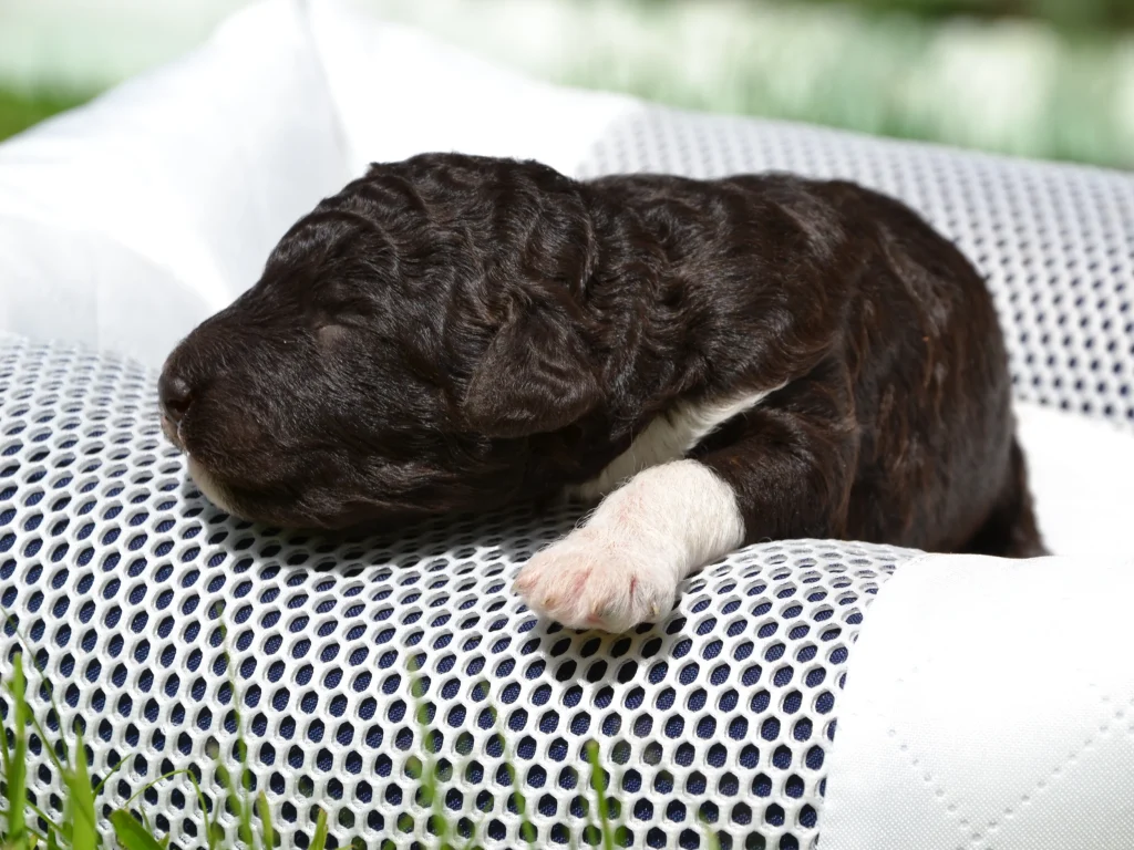 Fuzzy the royal brown white standard poodle puppy