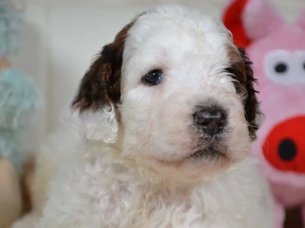 Gibson the shaded sable and white giantpoodle boy