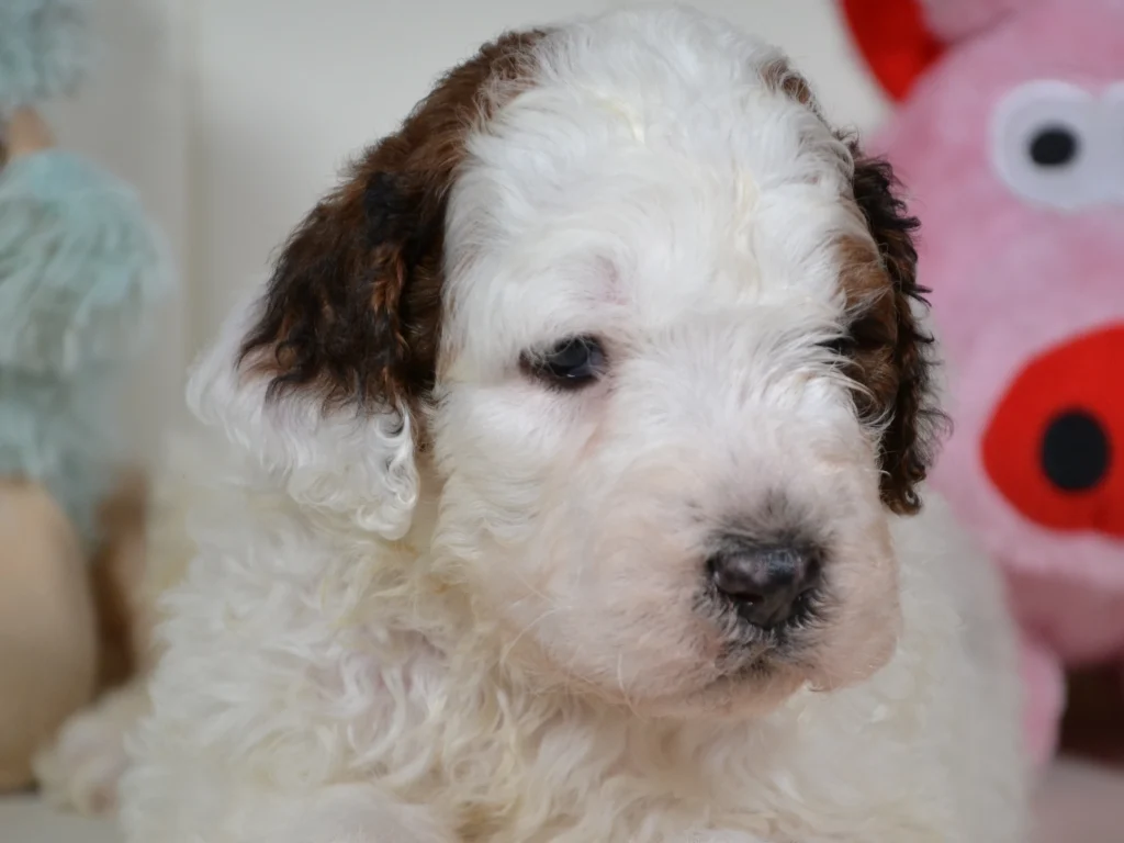 Gibson the shaded sable and white giantpoodle puppy