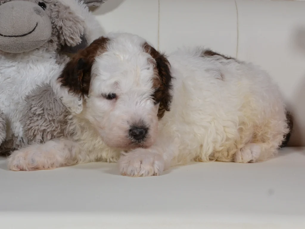 Gibson the shaded sable and white standardpoodle puppy