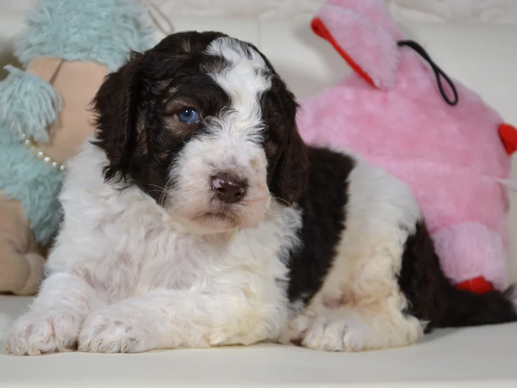 Gladys the brown sable and white giantpoodle girl