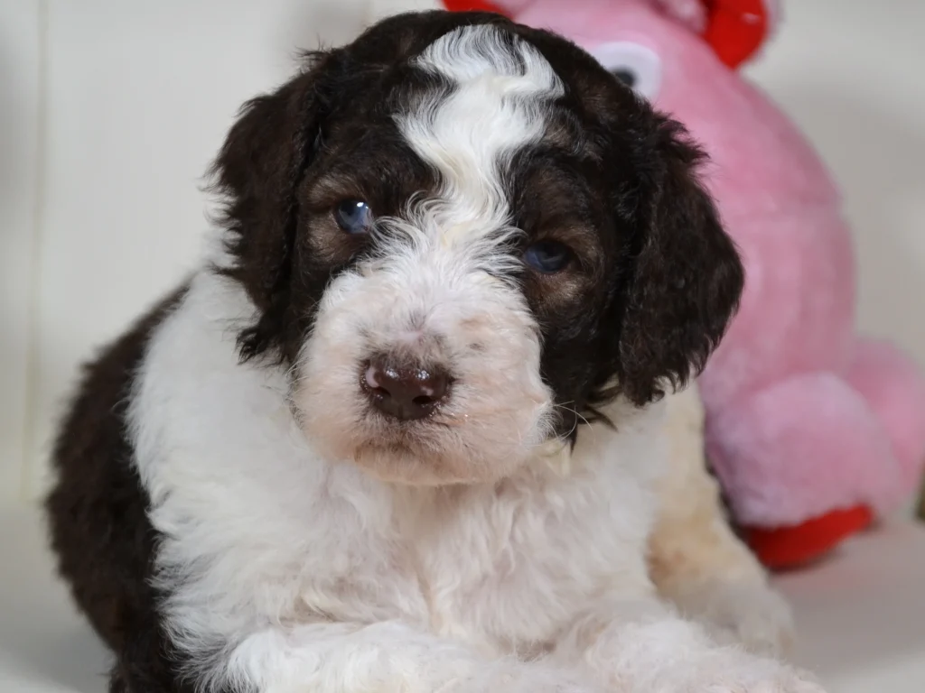 Gladys the brown sable and white giantpoodle puppy