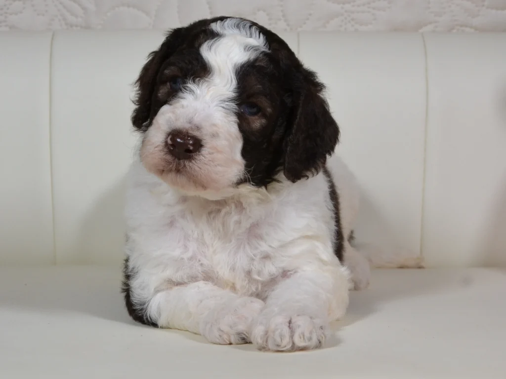 Gladys the brown sable and white standardpoodle girl