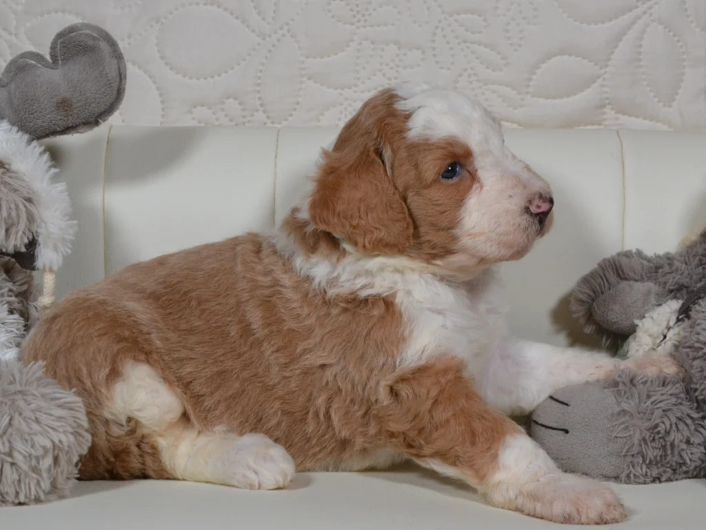 Gloria the royal red and white giantpoodle girl