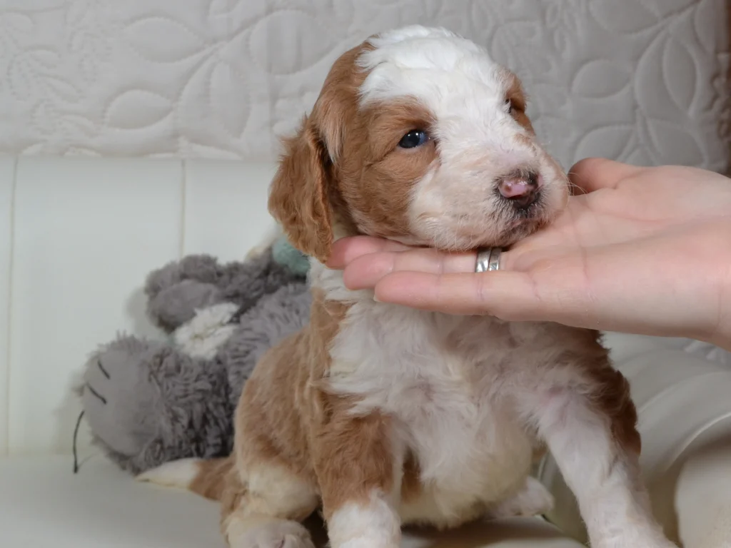 Gloria the royal red and white standardpoodle puppy