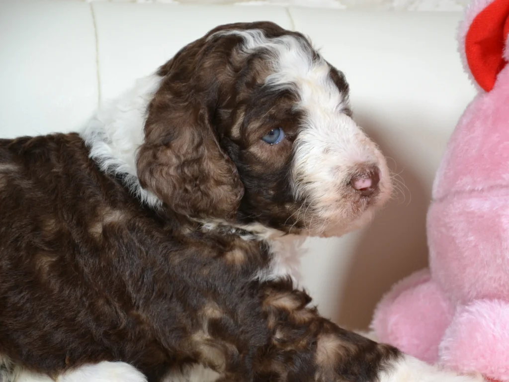 Grace the royal brown sable and white giantpoodle girl